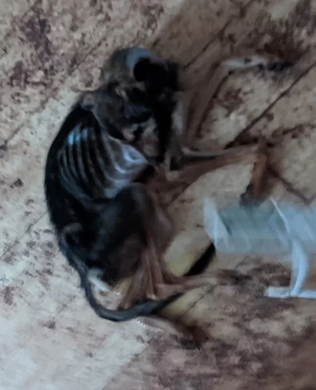 ΑΓΓΛΙΑ ΠΑΡΑΜΕΛΗΣΗ ΖΩΟΥ