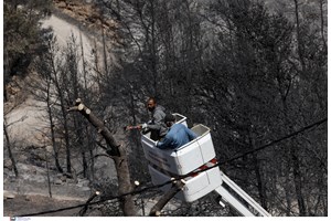 Κτηνωδία στο Βόλο: Βασανιστικός θάνατος για σκύλο στο σπιτάκι του - Ήταν νεκρός και αλυσοδεμένος για 10 μέρες - εικόνα 2