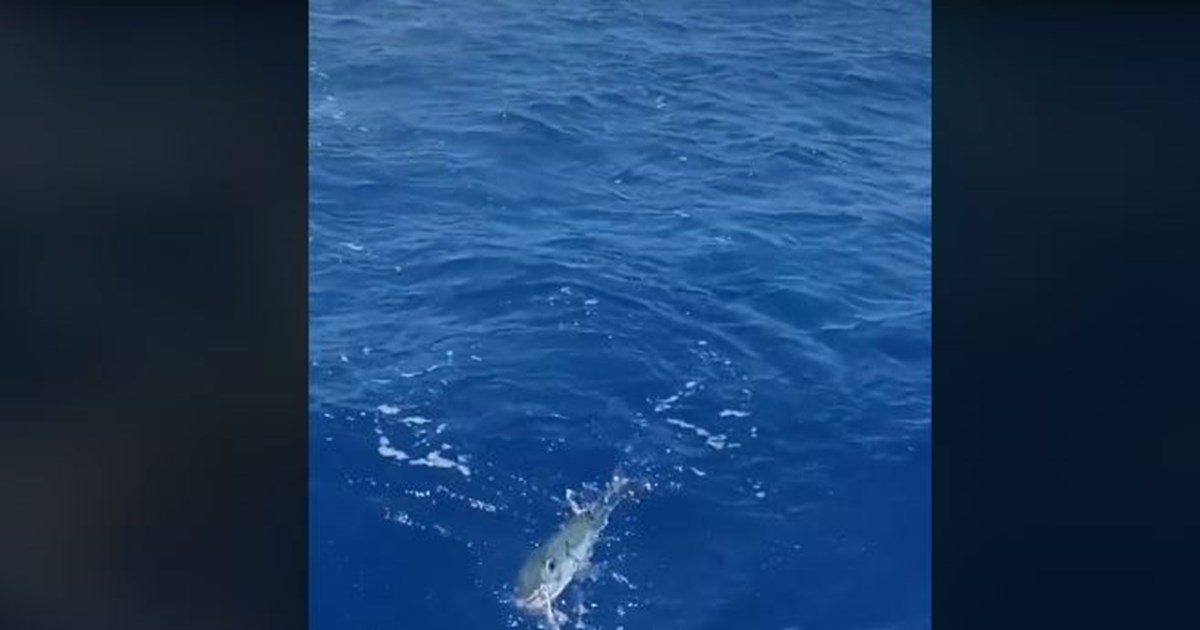 "Επιδημία" λαγοκέφαλων στα Δωδεκάνησα: Ζητούν... επικήρυξη οι ψαράδες της Καλύμνου