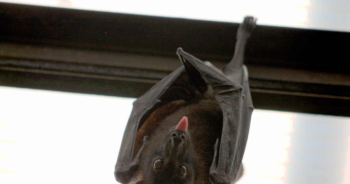 Αμερικανική έρευνα: Πωλήτρια στην αγορά της Ουχάν ο πρώτος άνθρωπος που νόσησε με κορονοϊό