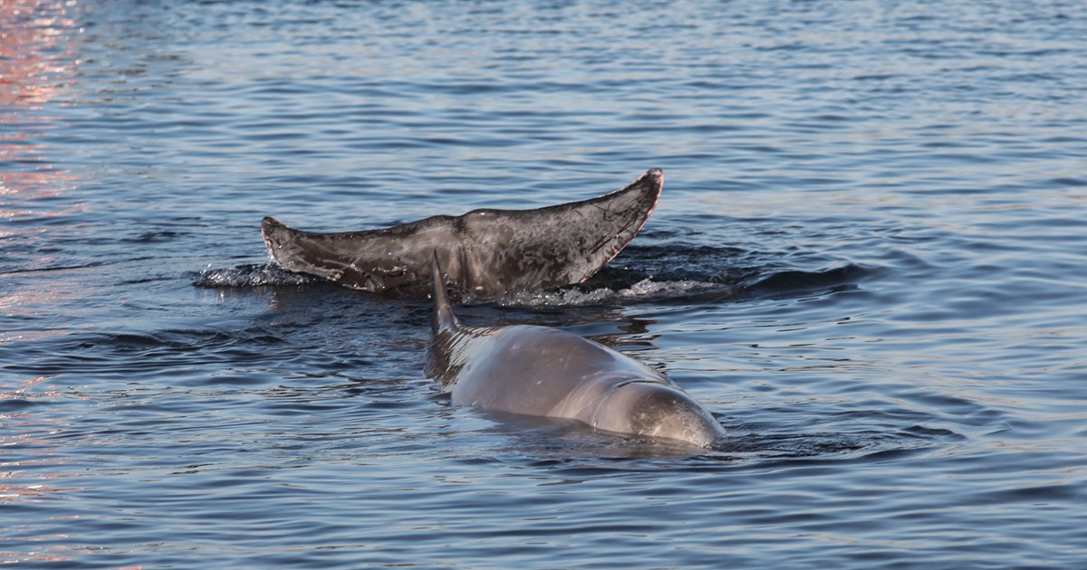 Περιβαλλοντικές οργανώσεις ζητούν τη διακοπή των σεισμικών ερευνών στο Ιόνιο, λόγω...των ζιφιών
