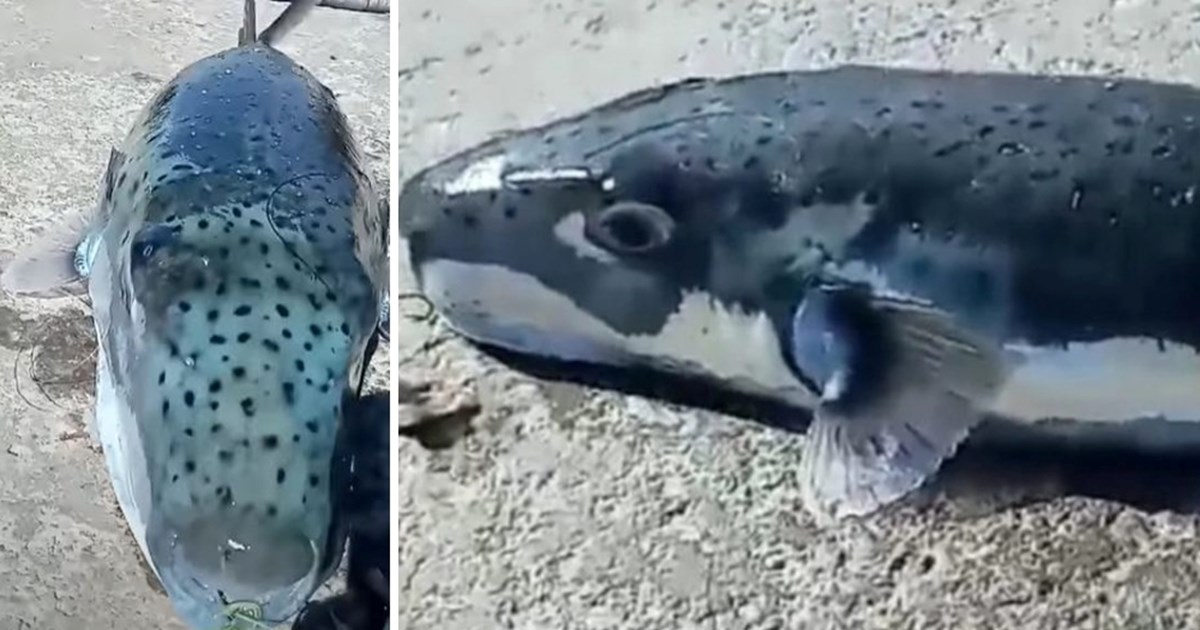 "Επιδημία" λαγοκέφαλων στα Δωδεκάνησα: Ζητούν... επικήρυξη οι ψαράδες της Καλύμνου - εικόνα 2