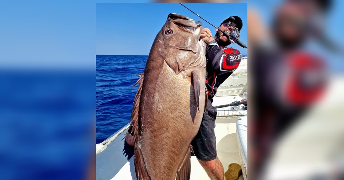 Θαλάσσιο “τέρας”: Ψαράς έπιασε βλαχοσφυρίδα 40 κιλών στην Κρήτη [εικόνες,…