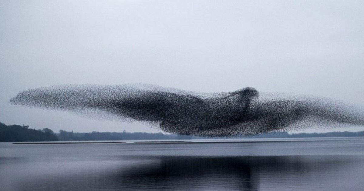Υπέροχη φωτογραφία: Σμήνος από ψαρόνια σχηματίζει ένα τεράστιο πουλί στον…