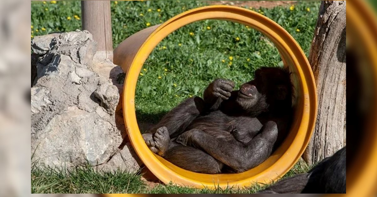 Τρόμος στο Αττικό Ζωολογικό Πάρκο: Θανάτωσαν αφηνιασμένο χιμπατζή που το έσκασε από το κλουβί