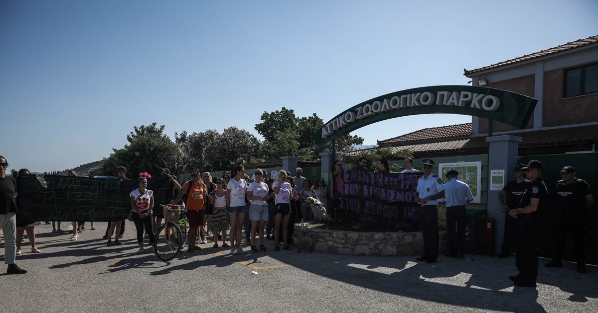 Κύμα αντιδράσεων για τη θανάτωση του χιμπατζή: "Εχει 4 φορές τη δύναμη ενός ανθρώπου, δεν γινόταν νάρκωση" - εικόνα 2