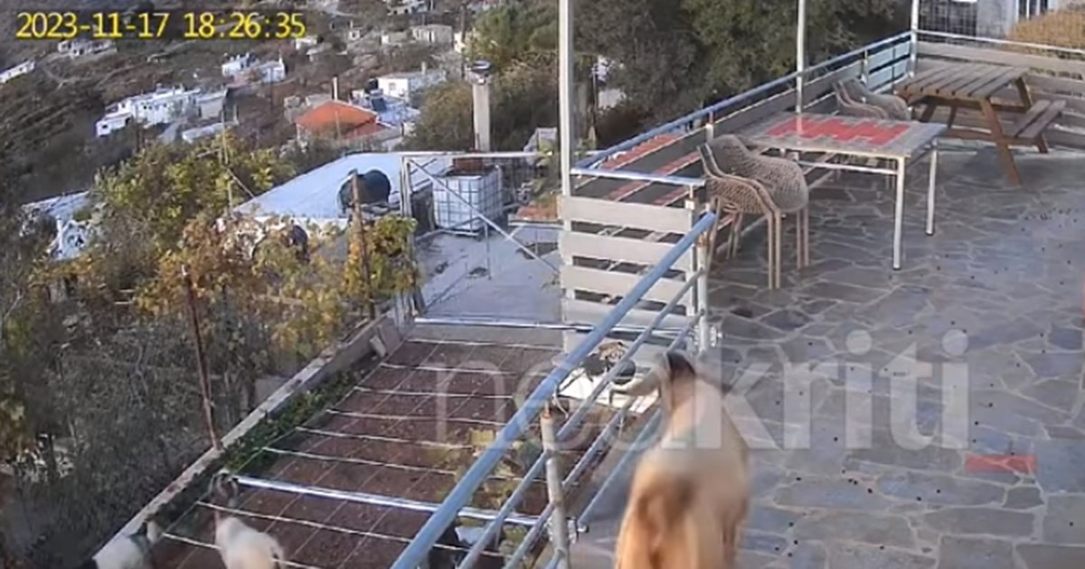 Τροχαίο στα Χανιά: Μοτοσικλετιστής τραυματίστηκε όταν συγκρούστηκε με κατσίκα