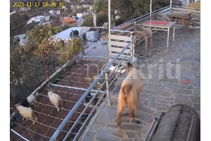 Τροχαίο στα Χανιά: Μοτοσικλετιστής τραυματίστηκε όταν συγκρούστηκε με κατσίκα