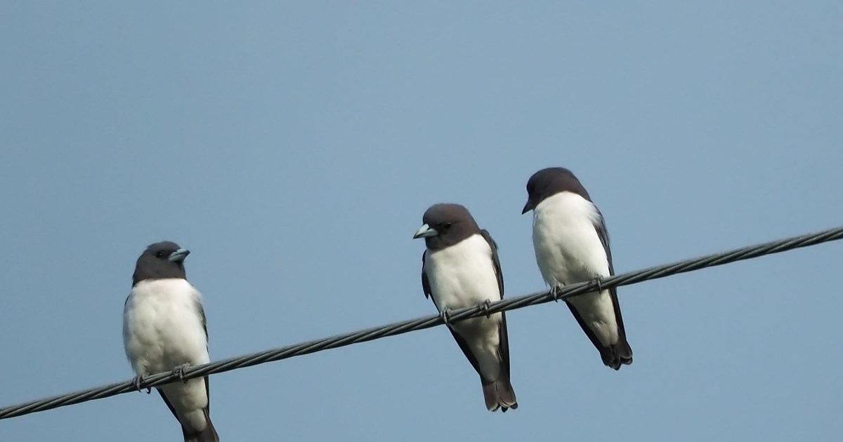 Σίκουελ του "Game of Thrones": Ο Κιτ Χάρινγκτον φέρεται να επαναλαμβάνει τον ρόλο του ως Τζον Σνόου