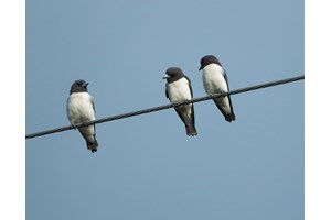 Σίκουελ του "Game of Thrones": Ο Κιτ Χάρινγκτον φέρεται να επαναλαμβάνει τον ρόλο του ως Τζον Σνόου