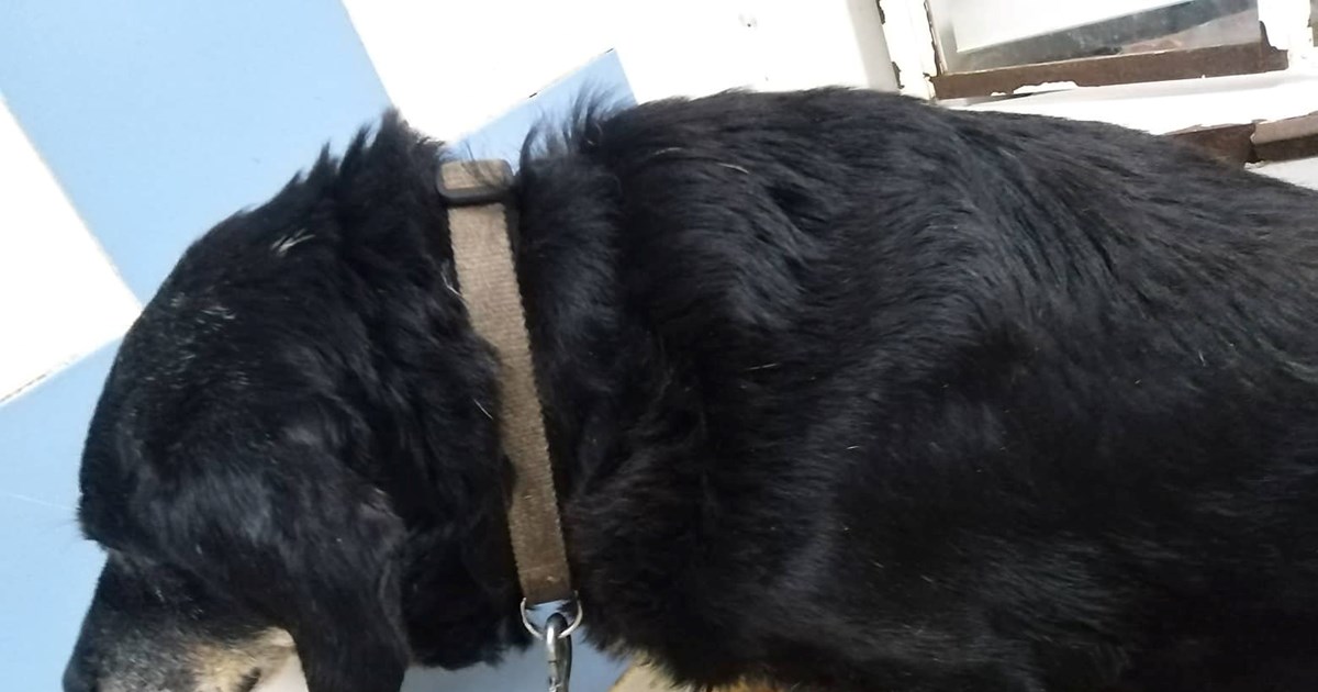 Μίνα Γκάγκα για ευλογιά των πιθήκων: Κανείς δεν συζητά για εμβολιαστικό πρόγραμμα στον γενικό πληθυσμό - εικόνα 2