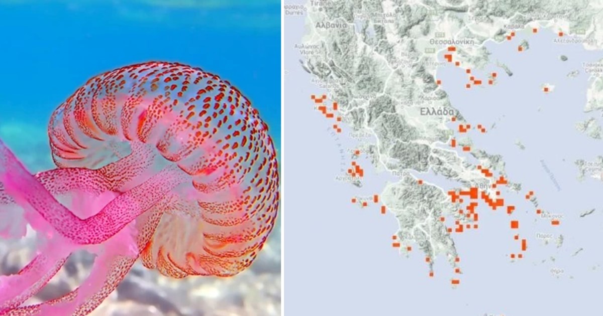 Βόλος: 11χρονος τραυματίστηκε στο κεφάλι έπειτα από βουτιά – Σωτήρια η επέμβαση δύο ναυαγοσωστριών - εικόνα 2