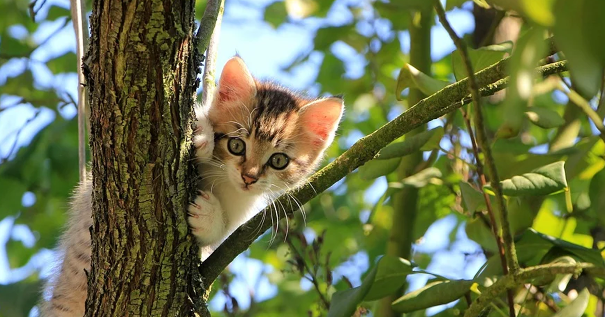 Σπείρα Ρομά άδειαζε τραπεζικούς λογαριασμούς - Πώς πήραν 375.000 ευρώ σε 5 λεπτά από ξενοδοχείο της Μυκόνου - εικόνα 2