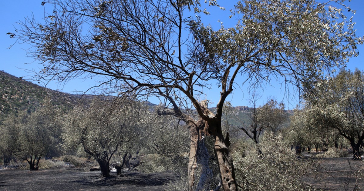 Πύργος: Ξεκίνησαν να επιχειρούν τα εναέρια μέσα - Σε δύο μέτωπα η μάχη των πυροσβεστών με τις φλόγες - εικόνα 4