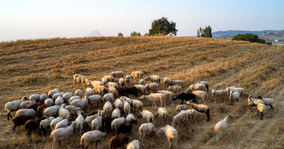 Ευλογιά των προβάτων: Είναι ασφαλές το γάλα και το κρέας; - Το υπουργείο Αγροτικής Ανάπτυξης απαντά