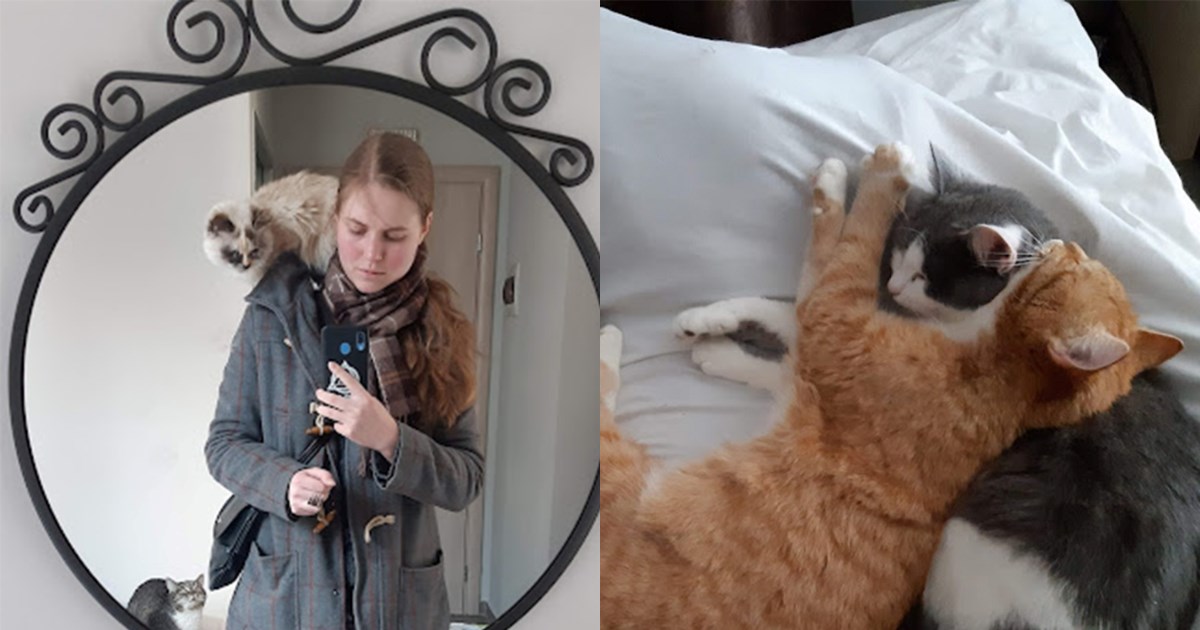 Κτηνωδία στη Στυλίδα: Έδεσαν, βασάνισαν και σκότωσαν σκύλο [σκληρές εικόνες] - εικόνα 6