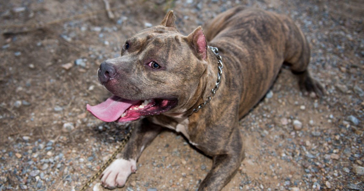 Θρίλερ με το πίτμπουλ: Στον εισαγγελέα ο ιδιοκτήτης του - Είχε βαρύ ποινικό παρελθόν λένε αστυνομικές πηγές  -  ΕΛΑΣ: Δέχθηκε επίθεση ο ένστολος