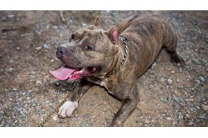 Θρίλερ με το πίτμπουλ: Στον εισαγγελέα ο ιδιοκτήτης του - Είχε βαρύ ποινικό παρελθόν λένε αστυνομικές πηγές - ΕΛΑΣ: Δέχθηκε επίθεση ο ένστολος