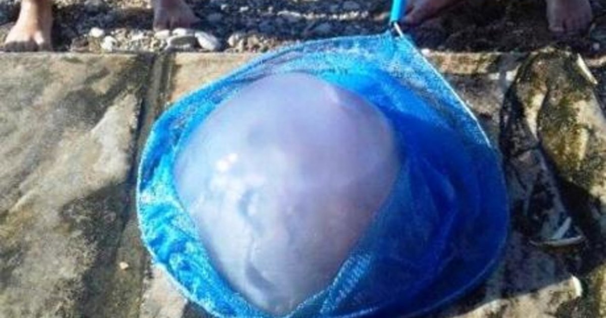 Γέμισαν τοξικές μέδουσες οι παραλίες της Χαλκιδικής - Εφαρμογή για τον live εντοπισμό τους - εικόνα 2