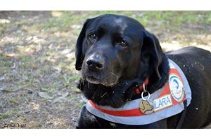 Μεγάρου Μαξίμου: Το πρωθυπουργικό γραφείο υιοθέτησε σκύλο που θα γίνει οδηγός τυφλού