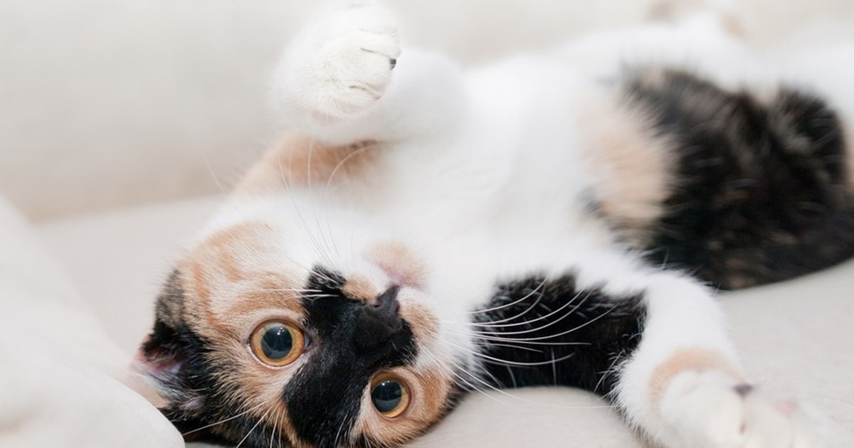 Παγώνη: Ο κορονοϊός είναι ακόμα εδώ, δεν έχει φύγει - Τι είπε για μάσκες και Όμικρον 4 [βίντεο] - εικόνα 2