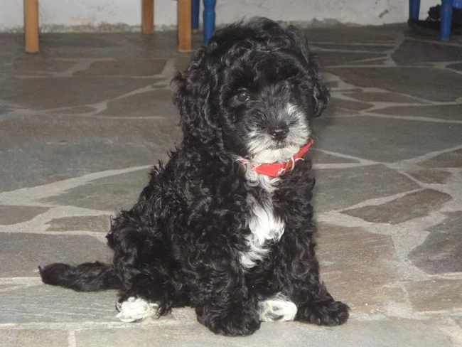 νηπιαγωγος