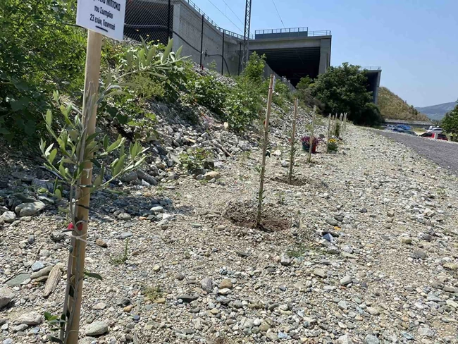 ΛΑΡΙΣΑ ΔΕΝΤΡΑΚΙΑ ΤΕΜΠΗ