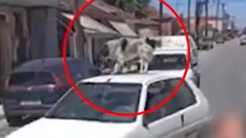 Συνελήφθη ο ιδιοκτήτης σκύλου στην Καρδίτσα μετά τον σάλο - Τον είχε βάλει στην οροφή εν κινήσει αυτοκινήτου