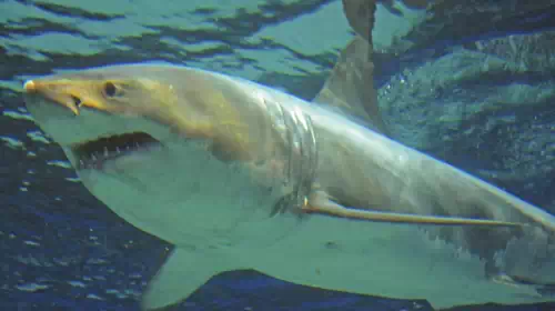 Λευκός καρχαρίας πέθανε γιατί δεν άντεξε την αιχμαλωσία