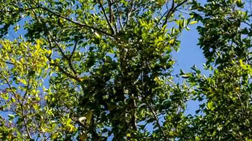 Guaimaro, ένα «μαγικό δέντρο» προστατεύει τον πλανήτη