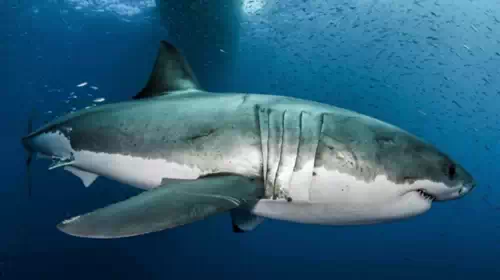 Aποκωδικοποίησαν το DNA του μεγάλου λευκού καρχαρία