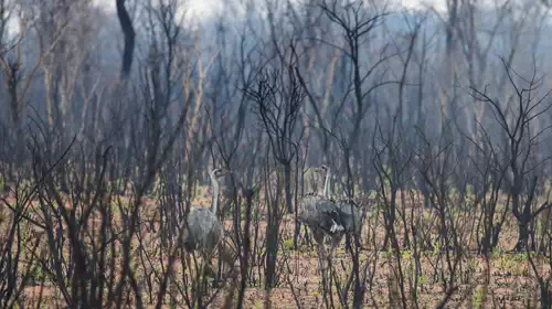 Πάνω από 2,5 εκατ. άγρια ζώα νεκρά από τις φωτιές στη Βολιβία