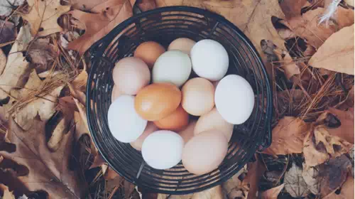 Η κότα έκανε το αυγό; -  Ερευνα χρονολογεί το πτηνό στο... 7.500 π.Χ.