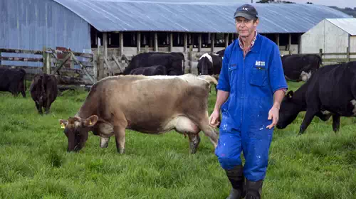 Η Νέα Ζηλανδία φορολογεί το ...ρέψιμο και τα αέρια αγελάδων και προβάτων - Για την κλιματική αλλαγή