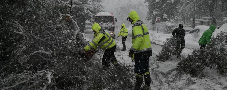 Υπογειοποίηση καλωδίων-Από το Μάτι μέχρι την "Μήδεια": Μια συζήτηση που ...κρατάει πολλά χρόνια- Οι ευθύνες των ΔΕΗ/ΔΕΔΔΗΕ, το εξωπραγματικό κόστος και οι ενστάσεις των ειδικών 6 Αποτέλεσμα εικόνας για δεντρα διονυσος μηδεια