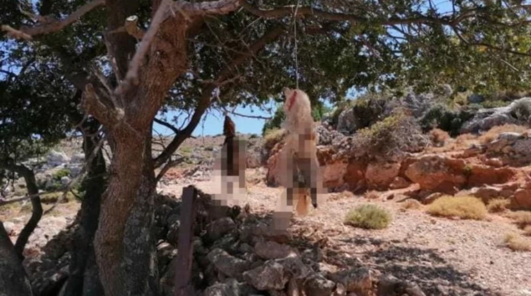 Κρεμασμένος σκύλος