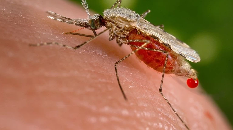 entomoapothitiko