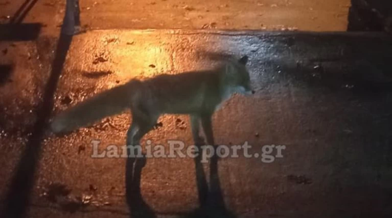 αλεπουδακι