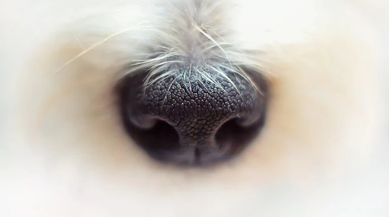 Nose