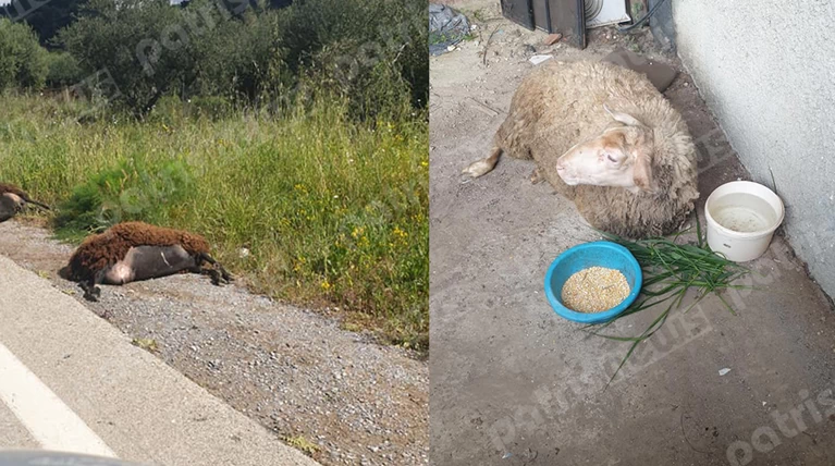 Πρόβατα