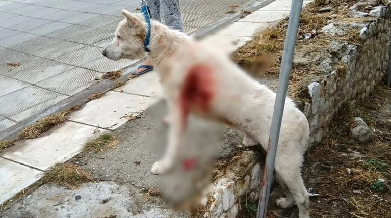 Σκύλος μαχαιριά