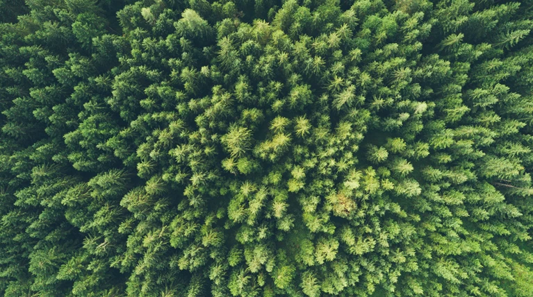 forest
