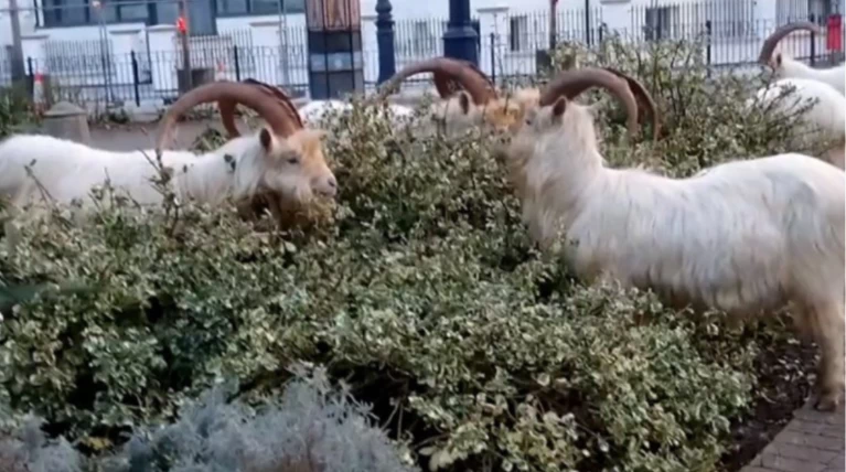 Κατσίκες