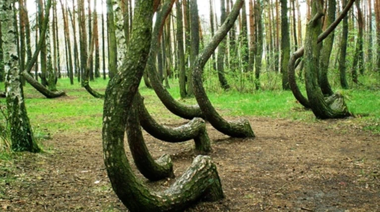 Ενα περίεργο δάσος στην καρδιά της Πολωνίας!
