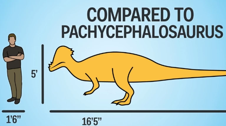 Πόσο μεγάλοι ήταν πραγματικά οι δεινόσαυροι;