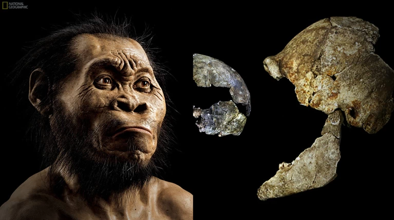 Ανακαλύφθηκε νέο «είδος» ανθρώπου: Ο μικρόσωμος homo  naledi