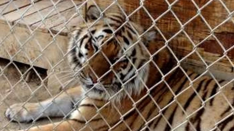 Τίγρης σκότωσε μέσα στο κλουβί υπάλληλο ζωολογικού κήπου