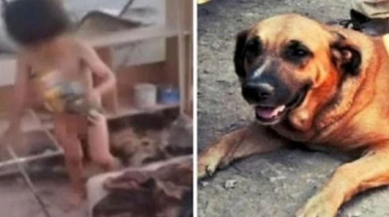 Σκυλίτσα θήλαζε εγκαταλελειμμένο 2χρονο αγοράκι: συγκλονιστικές φωτό