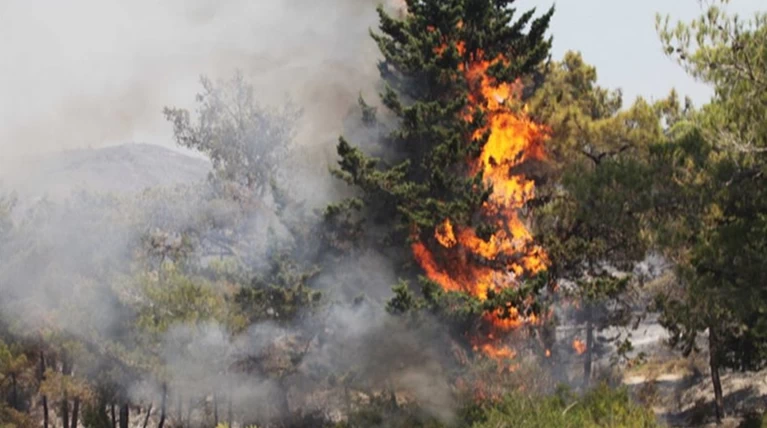 Πυρκαγιά στη Σαλαμίνα σε δασική έκταση