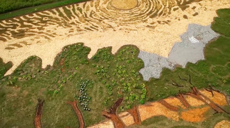 Τα «Ελαιόδεντρα» του Βαν Γκογκ «σπαρμένα» σε χωράφι